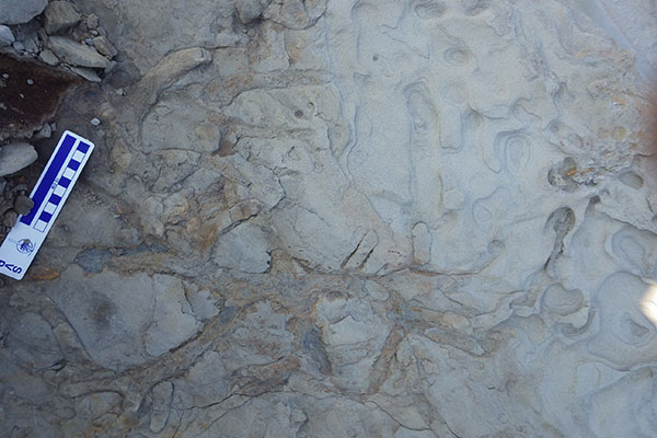 細くへこんでいる生痕化石